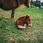 Sudeckie Chalet