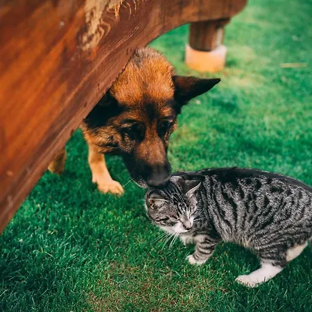 Sudeckie 샬레 쿠도바-즈루이