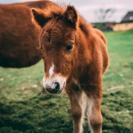 Sudeckie 샬레 쿠도바-즈루이