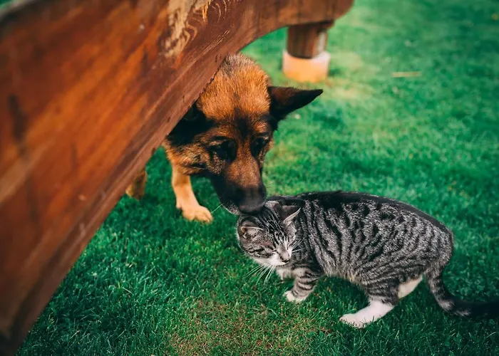 Sudeckie Chalet Kudowa-Zdrój