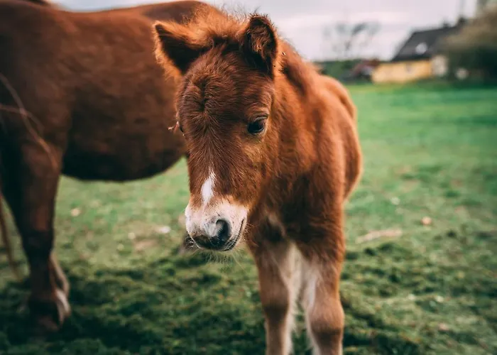 Sudeckie Chalet Kudowa-Zdrój